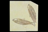 Pair of Fossil Fish (Knightia) - Green River Formation #126531-1